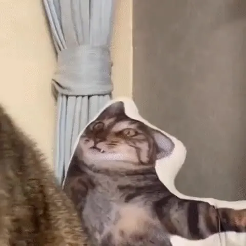 냥짤