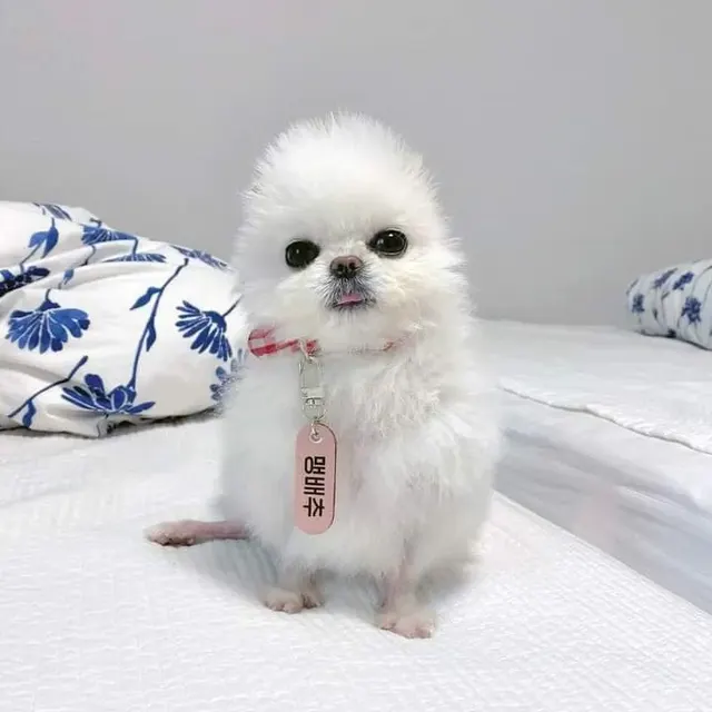 맹배추 병아리 개 포메라니안 포메 강아지 멍멍이 멍짤