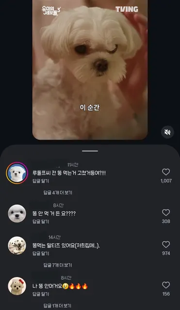 명예훼손에 분노한 전국 말티즈 연합