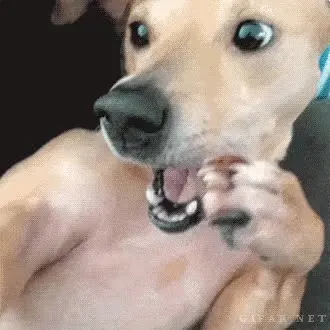 재채기 개황당 놀람 깜놀 강아지