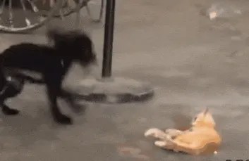 능욕 고양이 개 #냥짤 #멍짤