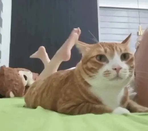 고양이 치즈냥이 침대 무념무상 당황 뒤에 다리