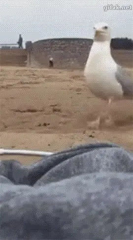 카메라 도둑.gif 갈매기 카메라도둑