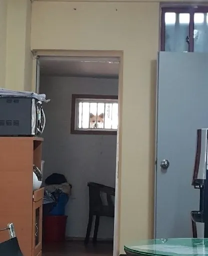 강아지 지켜본다 지켜보고있다 보다 시선 누군가 애잔