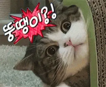 뚱땡이 뚱냥이 고양이 빼꼼 귀여운 거대 박스 숨기 끼임 움짤