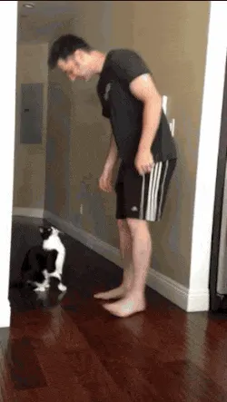고양이 냥이 기지개 안아줘 안고 기지개펴는 동물