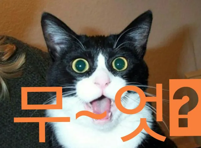 무엇 뭐? 고양이 놀람 당황 충격 황당 띠용 턱시도고양이 경악 짤