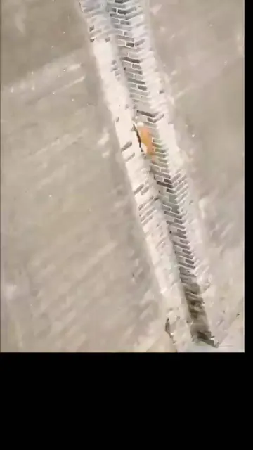고양이가 최고인 이유