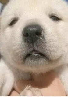 흐아 강아지
