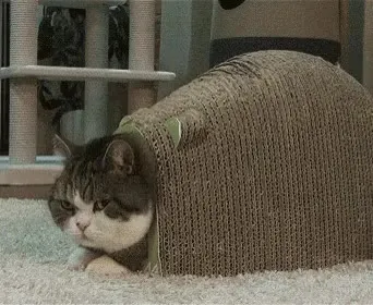 뚱땡이 뚱냥이 고양이 빼꼼 귀여운 거대 박스 숨기 끼임 움짤