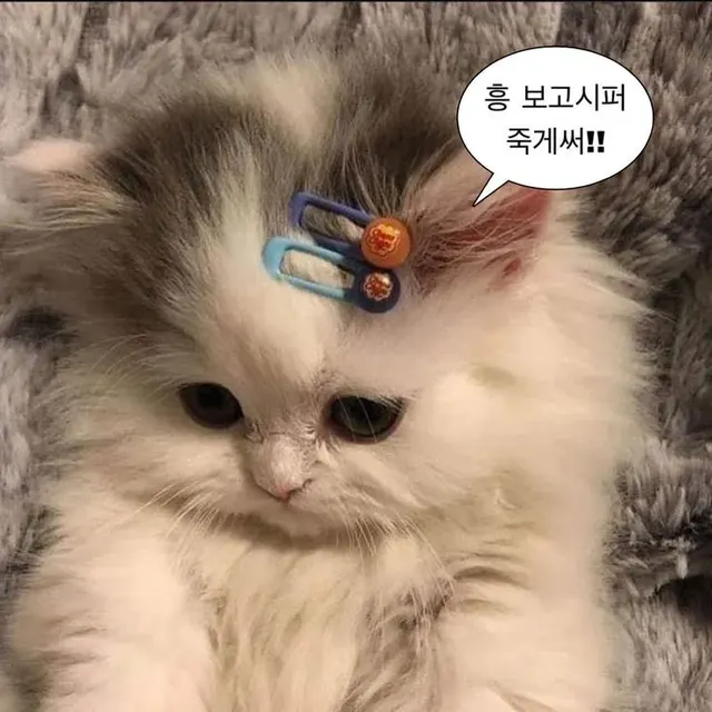고양이 짤에 있는 은율 김님의 짤방 웃긴짤 유머