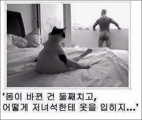 고양이와 몸이 바뀌어버린 출근러의 고뇌