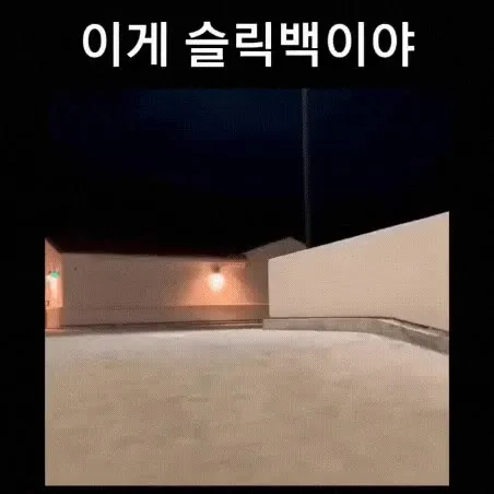 슬릭백 백구 슬릭백구 멍짤 신남 깡총깡총 강아지 개 멍멍이 뿅뿅
