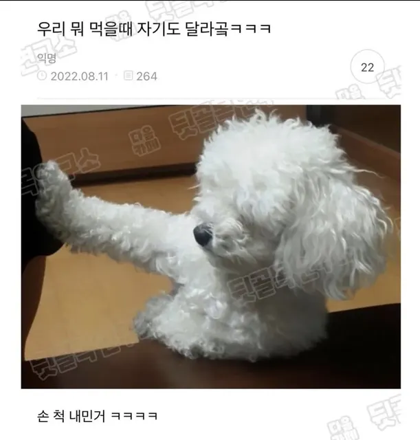 어이 주인 나도 좀 주시게 #멍짤 #강아지