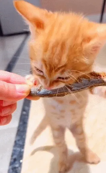 아깽 아기 고양이 아깽이 치즈 먹방 하찮은 맹수 귀여운 생선 뇸뇸
