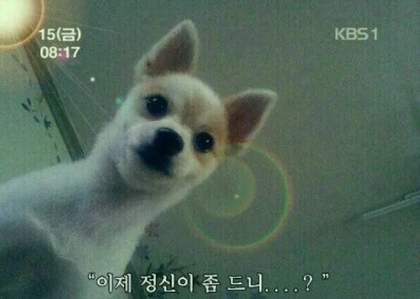 강아지 걱정 정신 이제 정신이 좀 드니 개깜놀 눈떠보니 개가