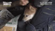 시바교육 시바견 참교육 강아지 훈육 마사지 댕댕이 억울 웃긴짤