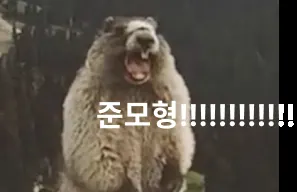 준모형 마멋 비명 절규 샤우팅 소리지름 부르짖음 웃긴짤 절박