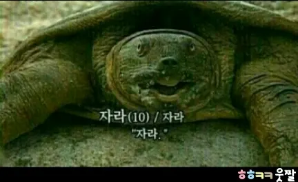 자라 그만자라 동물