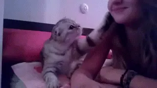 뽀뽀뽀 고양이 키스 뽀뽀 심쿵 귀여운 냥이 전생에 남자