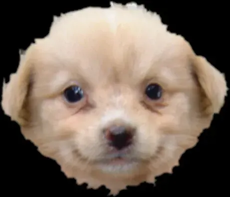 멍멍이 강아지 개