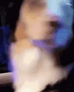 모르는 척 눈치 보는 강아지