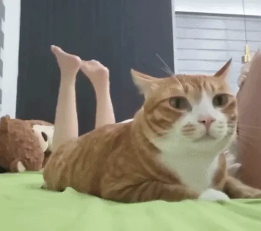 고양이 치즈냥이 침대 무념무상 당황 뒤에 다리